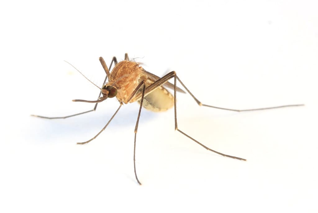 Stechmücken Arten
