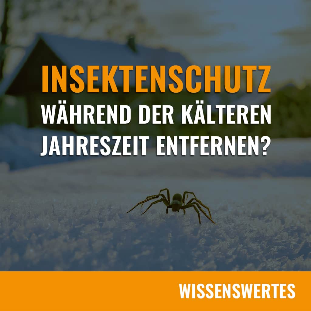 Eine Spinne läuft über Schnee - ist Insektenschutz im Winter sinnvoll?